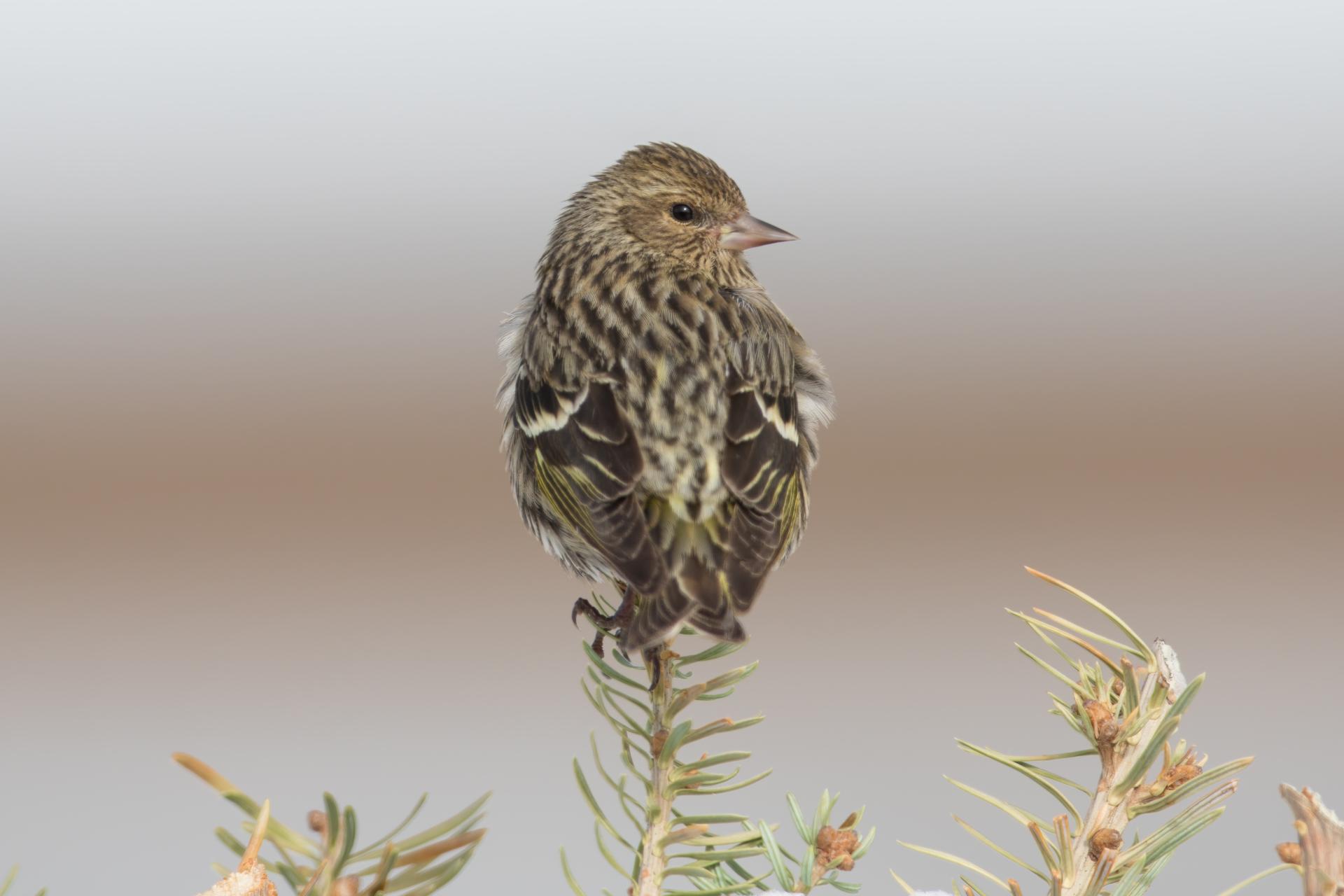 tarin-des-pins-pine siskin